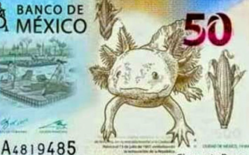 ¡Que bonito! El Ajolote estará en la imagen de los nuevos billetes de 50 pesos