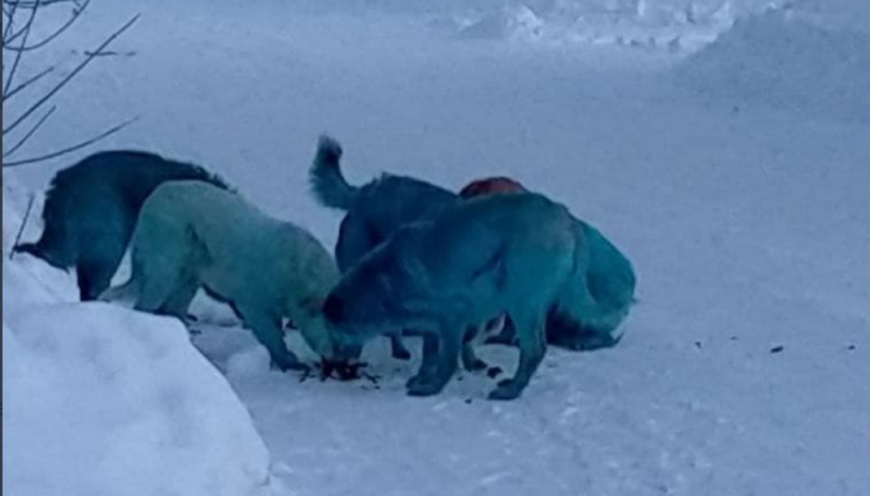 Encuentran supuestos perros azules cerca de una fábrica de químicos abandonada en Rusiay