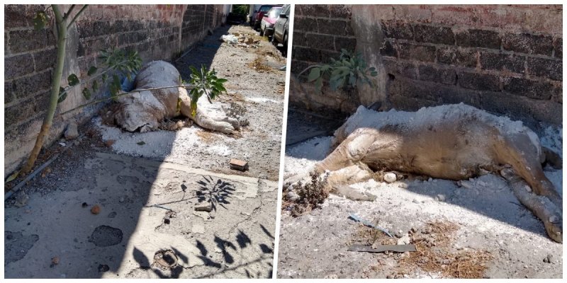 ¡Indignante! Abandonan cadáver de un León africano en calles de Iztapalapa; solo le aventaron cal