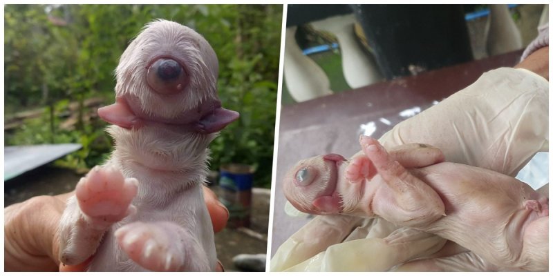 Foto de perrito cíclope se viraliza; el cachorro murió minutos después de nacery