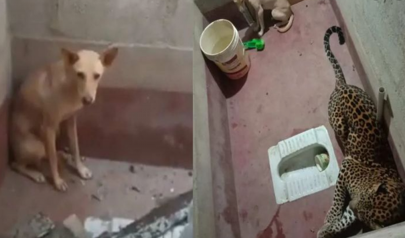 Perrito sobrevive tras quedar atrapado 7 horas en un baño ¡con un Leopardo!