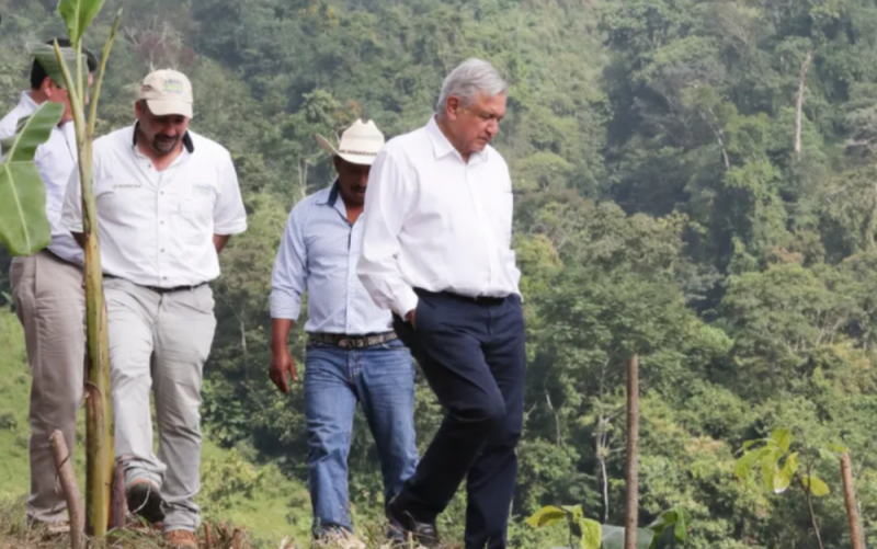 Gobierno de AMLO invierte 4 veces más que Estados Unidos en reforestación con “Sembrando Vida”