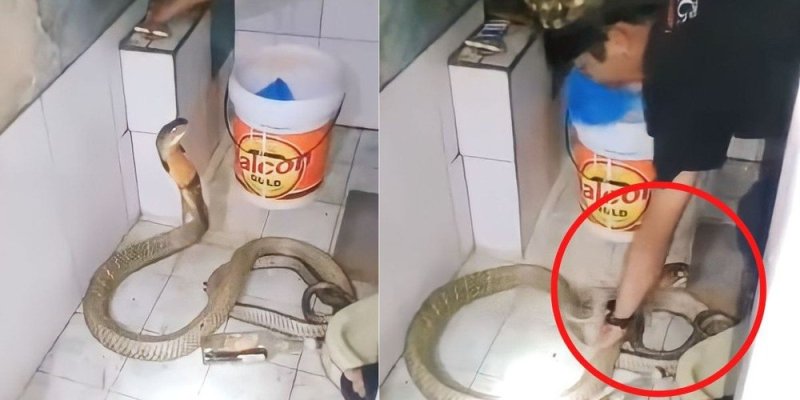 VIDEO: Joven baña a serpiente en su casa con toda tranquilidad, la trata como si fuera un perrito