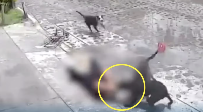 Jauría de perros atacan ferozmente a abuelita en las calles de Querétaro 