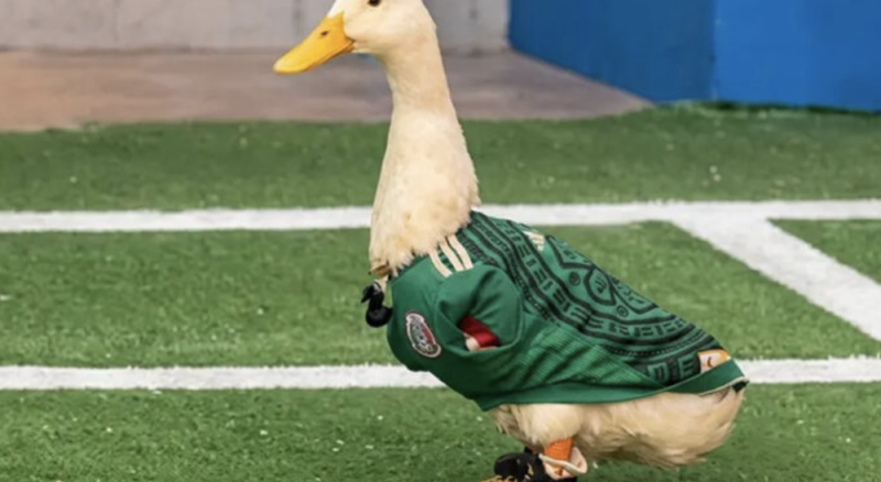 Familia del pato Merlín registrará a su mascota para evitar que marcas usen su imagen