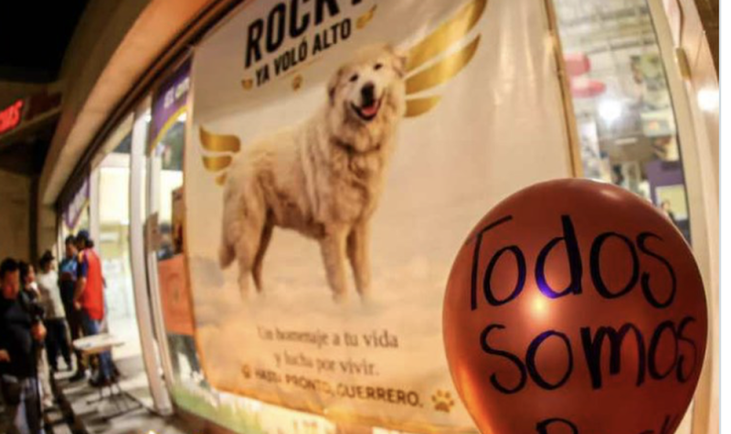 Juntan firmas para que el caso de Rocky no quede impune 