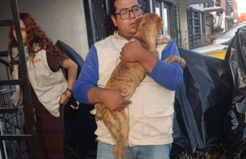 Resguarda Tlajomulco a dos perritas por reporte de presunto maltrato animal
