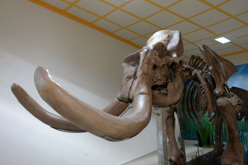 Presume AMLO Museo del Mamut: “Será extraordinario para la arqueología mundial”
