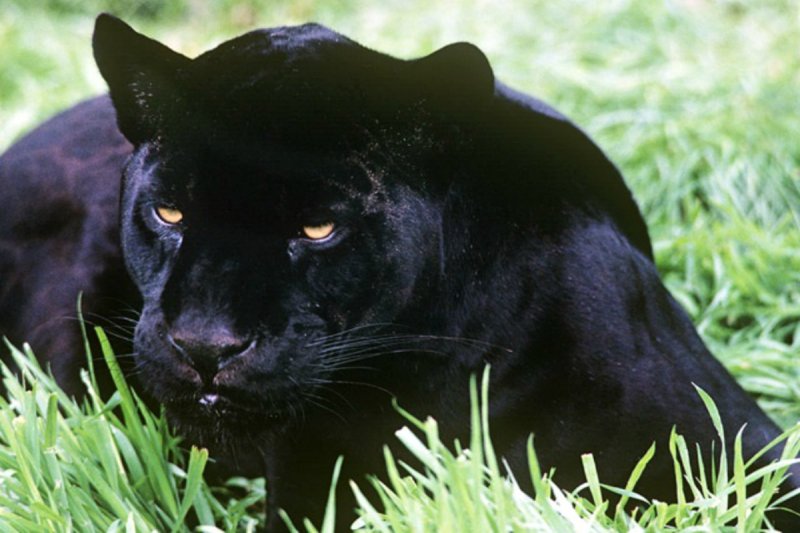 Mercado negro amenaza especies en México; aparece jaguar negro decapitado y sin garras