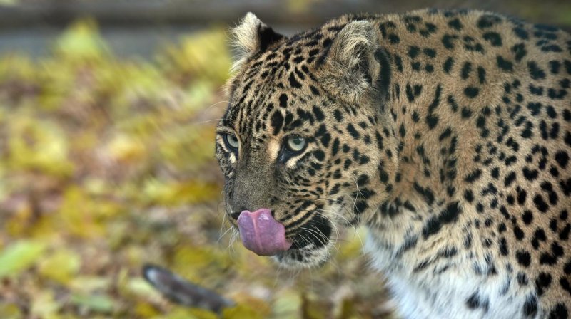 Leopardo sorprende a niños y se los devora parcialmente
