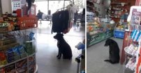 VIDEO: Perro entra a tienda para pedir cajas de cartón y hacerse una cama con ellas. 