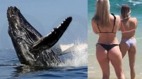 Turista graba a ballena en la orilla de la playa y aprovecha para grabar a chicas en tanga. (VIDEO)
