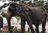 Captan a elefante en grave estado de desnutrición participando en desfile.