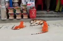 Le hacen cruel broma a perro con tigres de peluche 