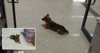 La historia del perro que ha ESPERADO 3 meses en un hospital a su dueño que murió de Covid-19