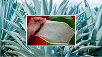 Jóvenes mexicanos inventan piel de agave para curar quemaduras 