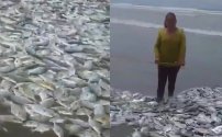Sorprende mar de Acapulco al expulsar a miles de peces vivos a la playa por ausencia de turistas