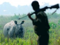 Elefante aplasta a cazador de rinocerontes para salvar a su amigo del cuerno. 
