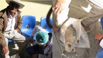 Abuelito lleva a su perrito enfermo a un hospital de humanos y lo atienden. 