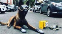 Murió “Chichí”, el perro rescatista del 19 S; “Gracias por salvar tantas vidas”, lo despiden en rede