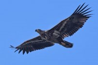 Por ausencia de humanos, tras 240 años águila de cola blanca vuelve a volar sobre Inglaterra