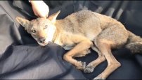Lleva al veterinario a un perrito que cojeaba por las calles y resultó siendo un coyote 
