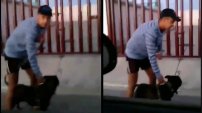 Jóvenes usan a sus pitbull para atacar a perritos callejeros, los graban y denuncian (VIDEO)