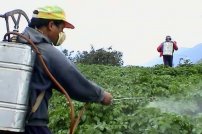 México usa plaguicidas cancerígenos para cultivar papa, maíz y limón. 