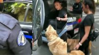 VIDEO: Policías detienen a perro por meterse a jugar en una fuente y se lo llevan junto a su dueña. 