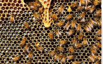 Propóleo de abejas sería auxiliar en prevención y tratamiento de covid: investigación de UNAM