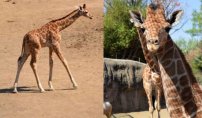Gana el nombre de “Jira-fifí-ta” para la jirafa bebé. 