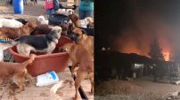 Sujetos provocan incendio en refugio de perritos; piden ayuda para rescatarlos. 
