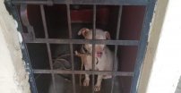 Genera indignación encarcelamientos de pitbull en Oaxaca para sacrificarlo
