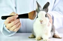 Morena lanza iniciativa para evitar que animales sufran en pruebas para cosméticos