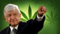 Prepara AMLO terreno para la legalización de la marijuanita.