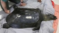 Fallece la última tortuga hembra gigante de caparazón blando. 