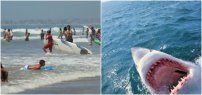 Tiburón siembra pánico a bañistas de playas mexicanas.