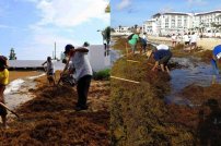 Inician trabajos de retiro de sargazo en playas de Quintana Roo