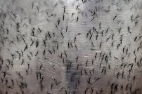 Jalisco rompe récord en casos de dengue a nivel nacional; Más de 10 mil casos