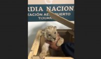 Guardia Nacional rescata a cachorro león que estaba a punto de ser vendido