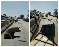 Camión lleno de cerdos vuelca en la México-Puebla y pobladores hacen rapiña