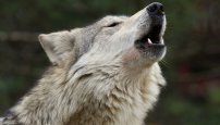 México es el país con mayor número de especies en peligro de extinción 