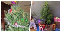 Sujeto decora planta de marihuana como si fuera Arbolito de Navidad; lo detienen