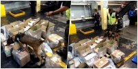 Canino policía descubre cargamento de cocaína en aeropuerto capitalino