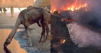 Por beber mucha agua y emitir gases, sacrificarán más de 10 mil camellos