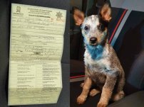 Policía de Tránsito de Nuevo León multa a sujeto que traía a perrito de copiloto
