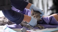 ¿Por qué los gatos podrían ser PORTADORES ASINTOMÁTICOS de coronavirus?