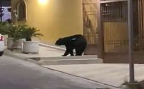 Hombre es ATACADO por un oso mientras caminaba por la calle