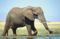 Elefanta embarazada FALLECE tras EXPLOTARLE un petardo en la boca
