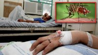 Científicos detectan nueva CEPA de Zika que podría DESATAR nueva EPIDEMIA